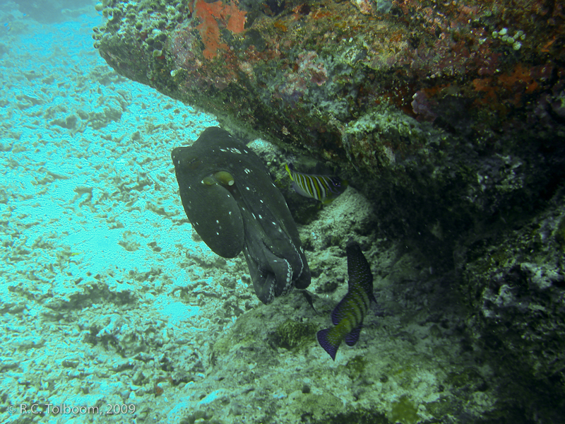 Sipadan and Mabul diving