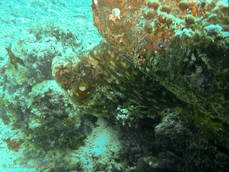 Sipadan and Mabul diving