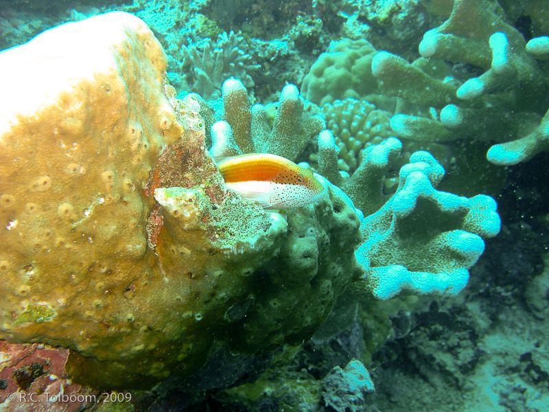 Sipadan and Mabul diving