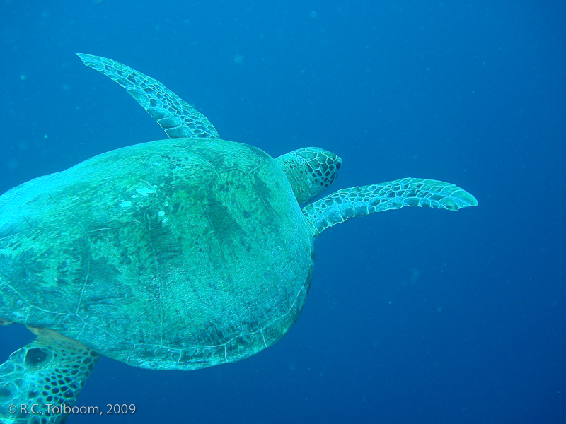 Sipadan and Mabul diving