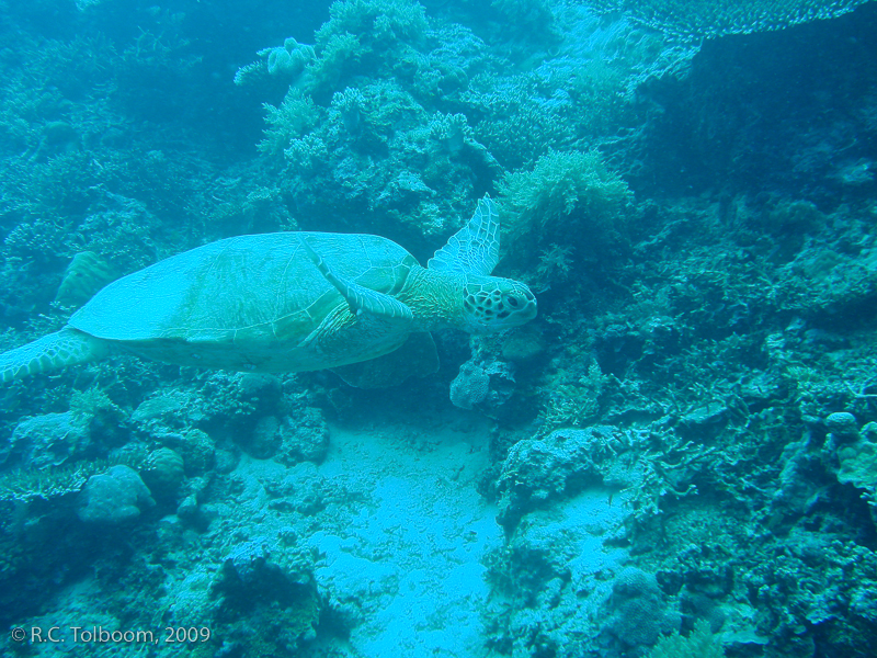 Sipadan and Mabul diving