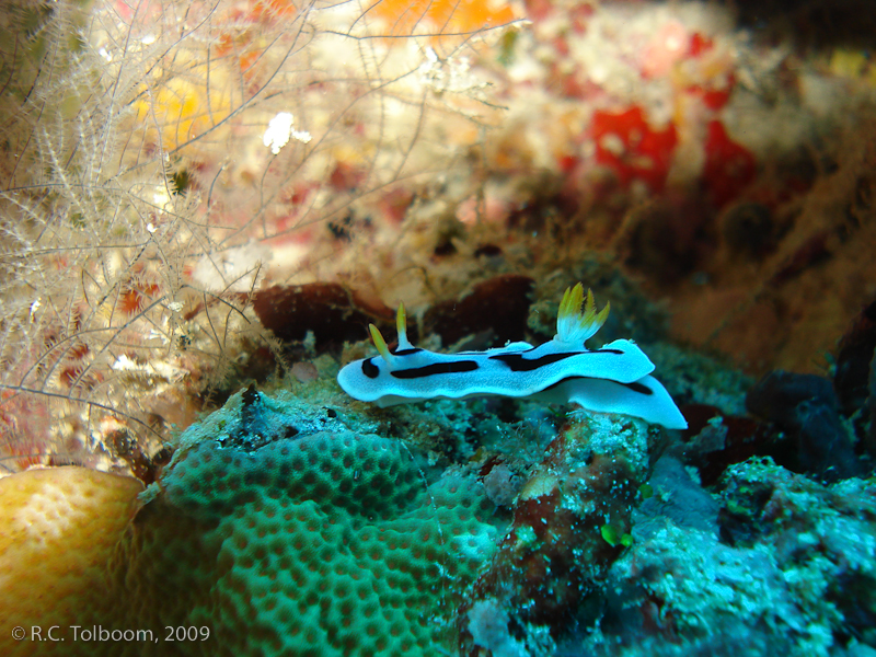 Sipadan and Mabul diving