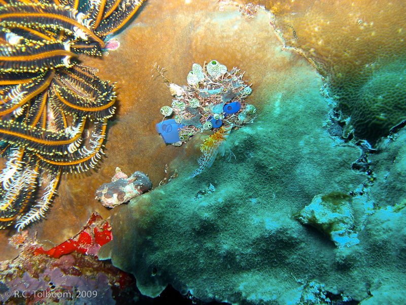 Sipadan and Mabul diving