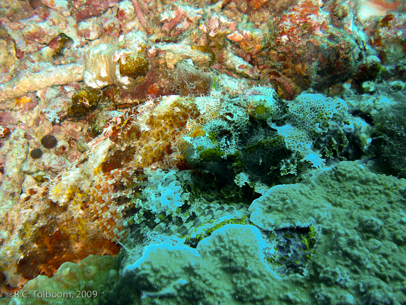 Sipadan and Mabul diving