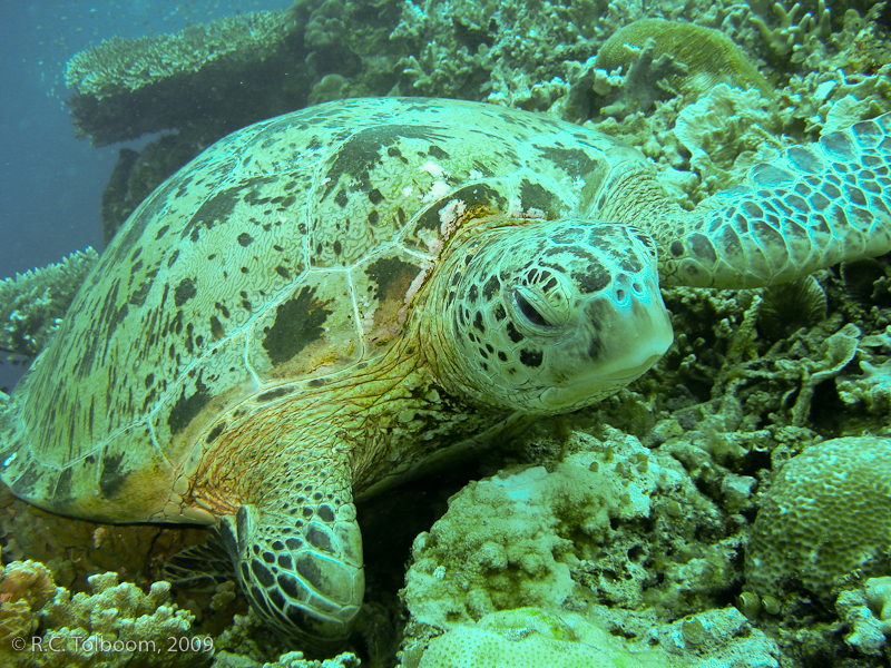 Sipadan and Mabul diving