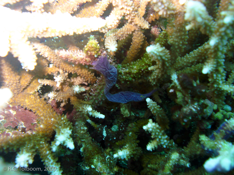 Sipadan and Mabul diving