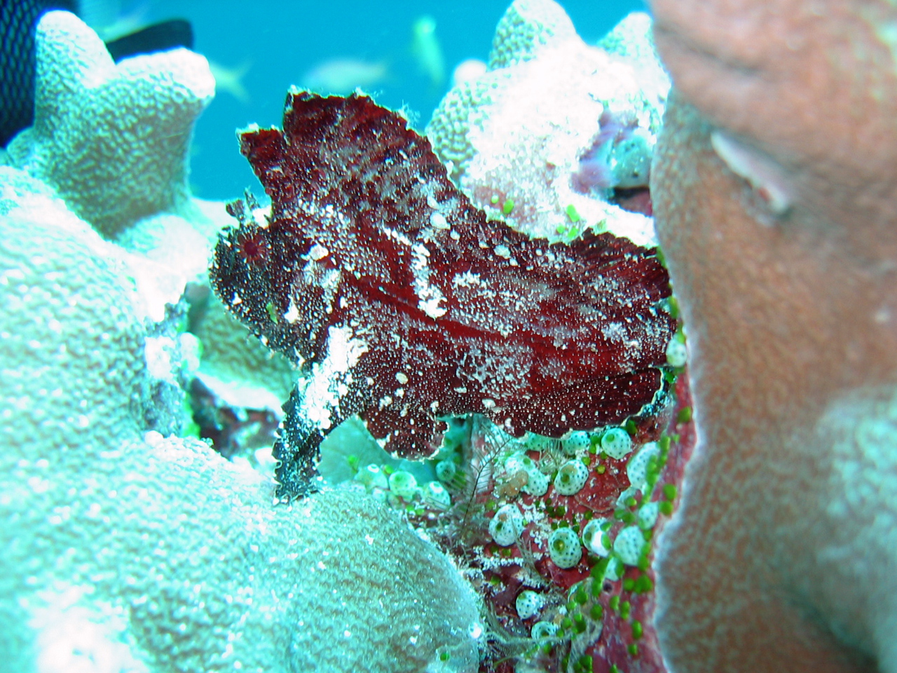 Sipadan - Scorpionfish