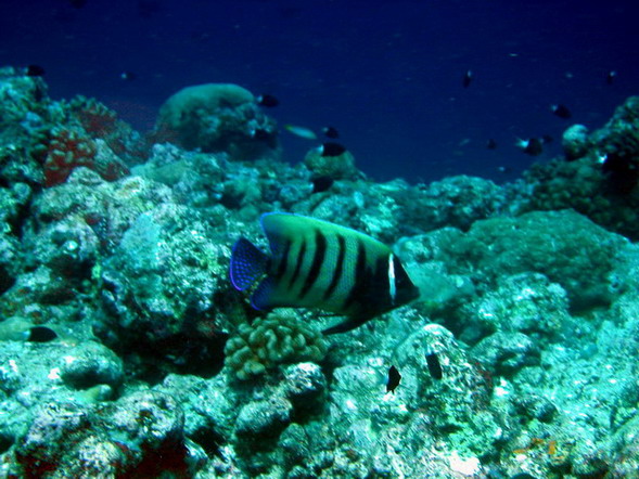 Six Barred Angelfish