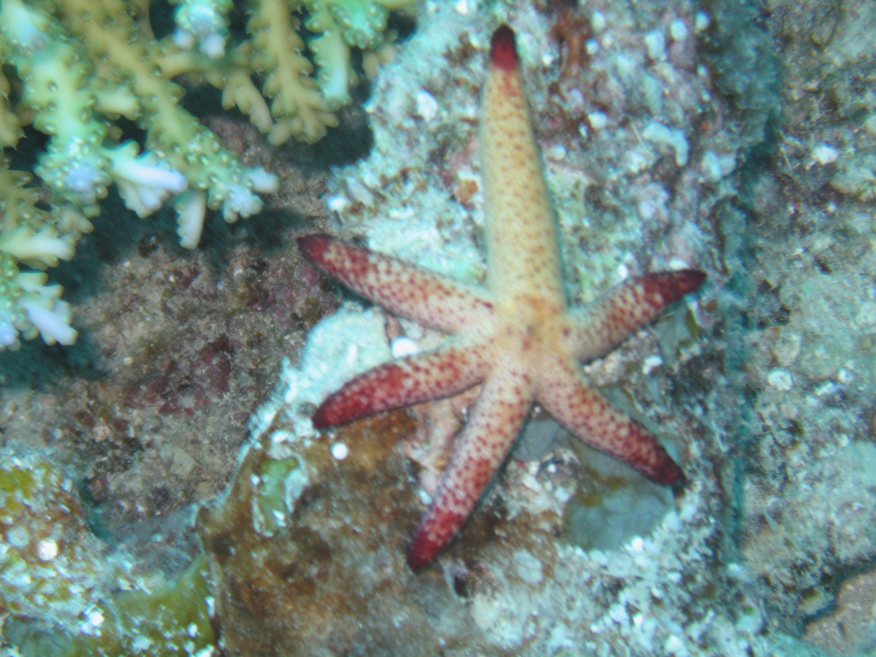 Six legged sea star