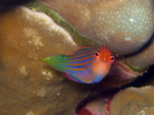 Six Line Wrasse