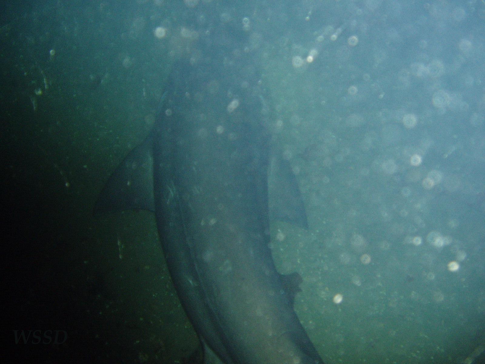 Sixgill Shark