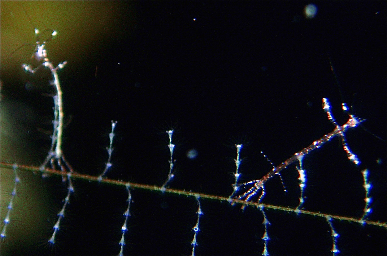 Skeleton Shrimp, Roatan