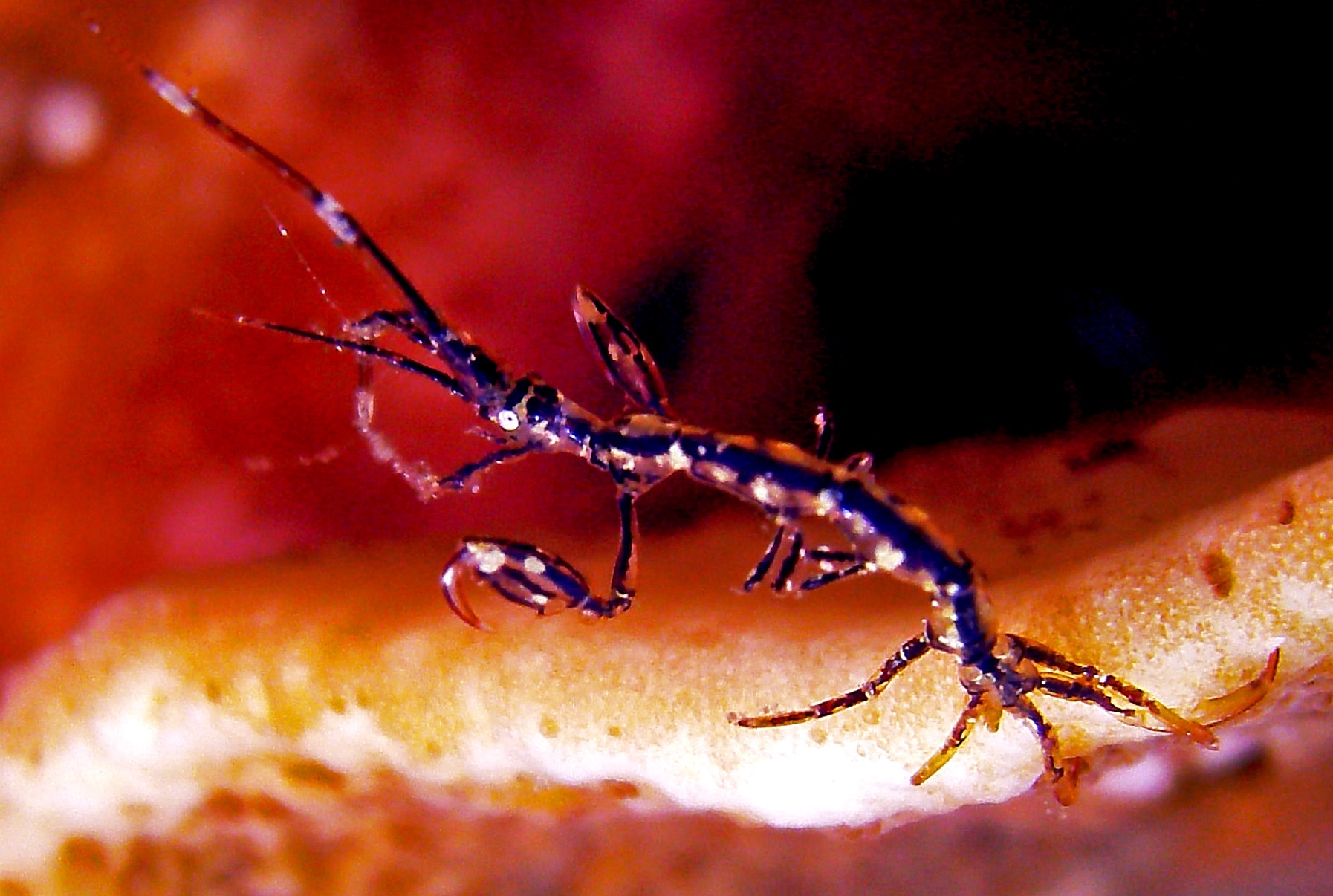 Skeleton Shrimp