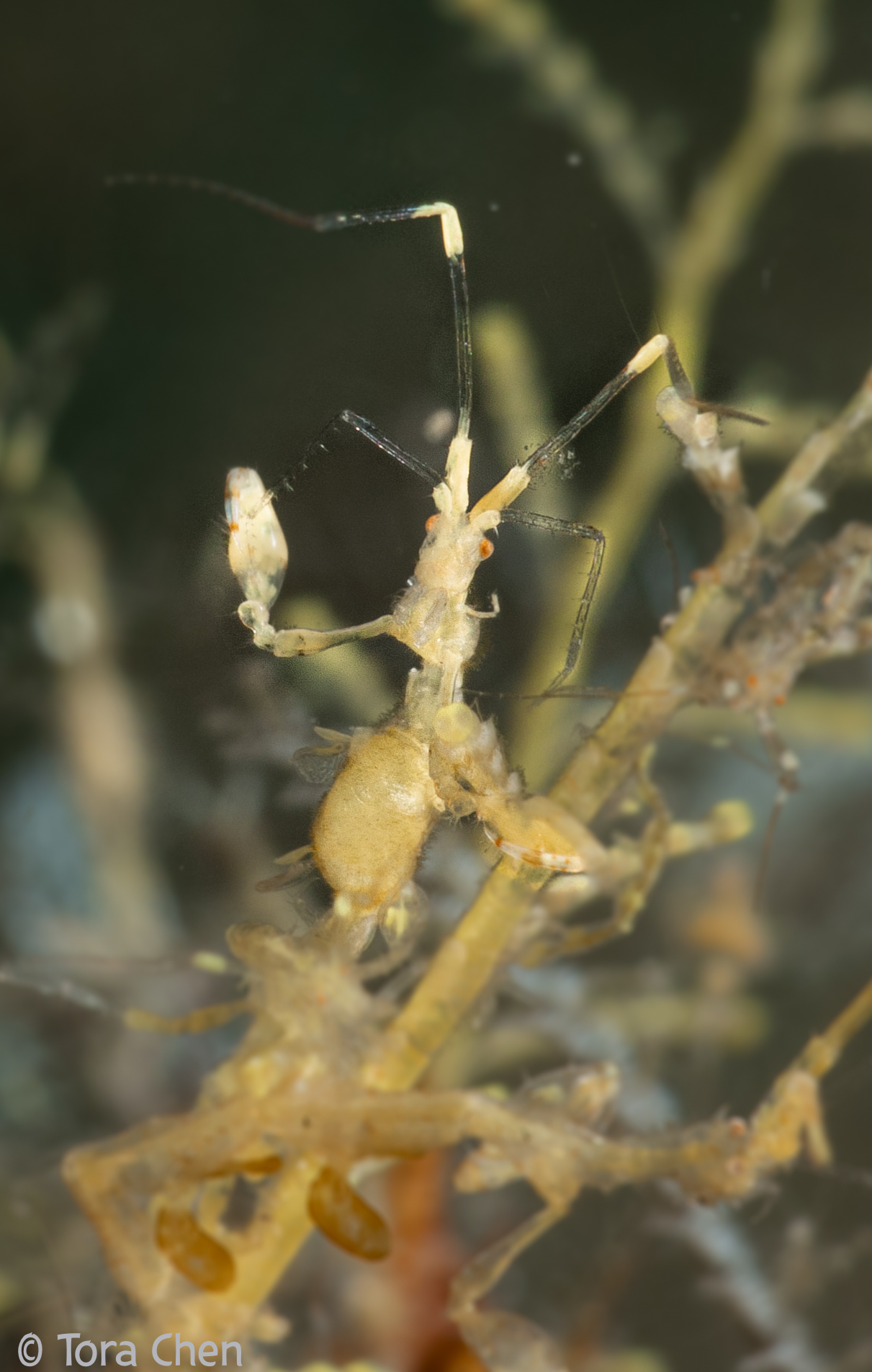 Skeleton Shrimp