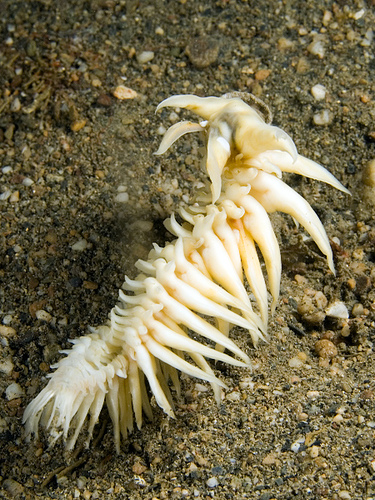 Skeleton worm