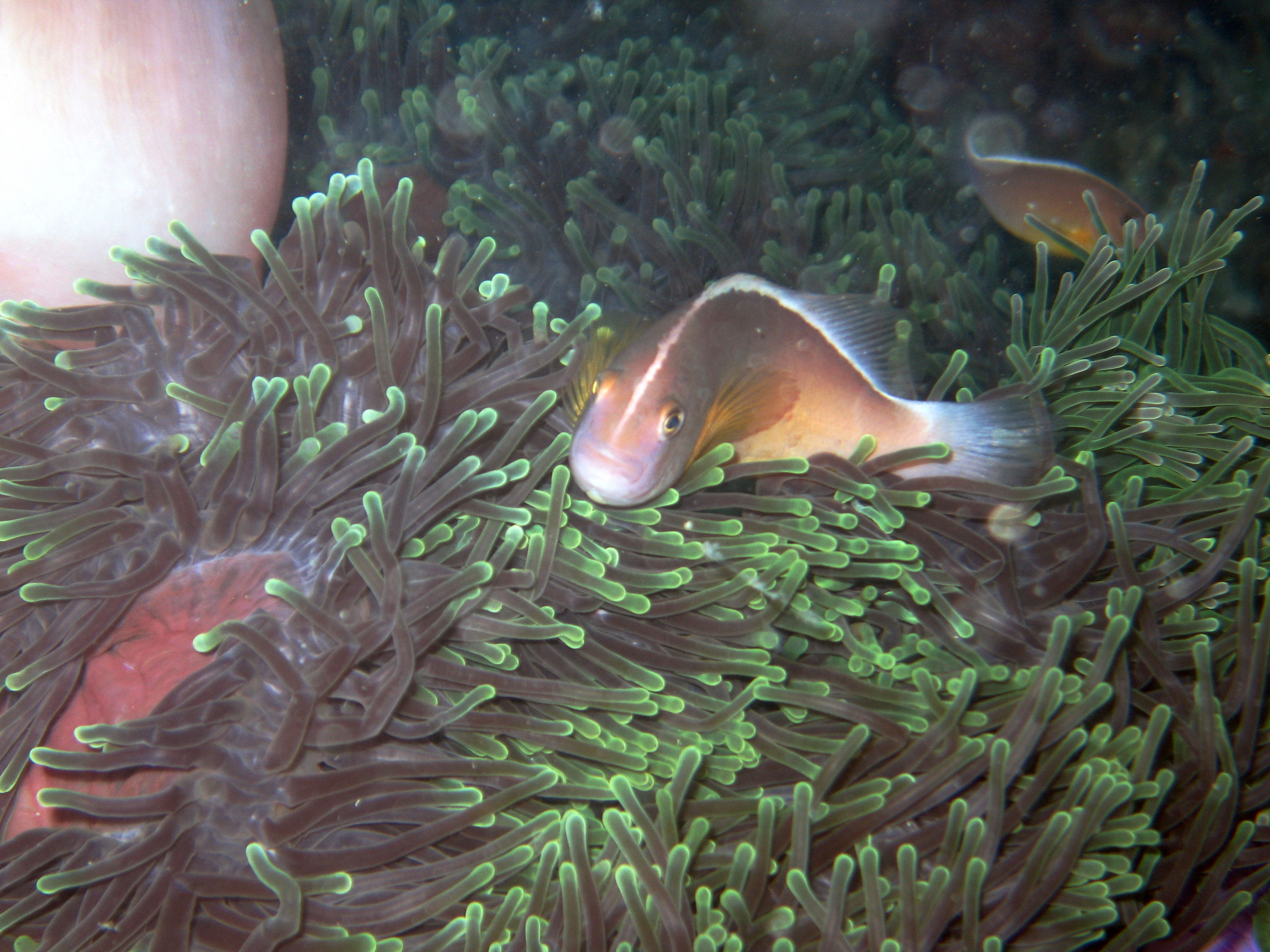 Skunk anemone fish