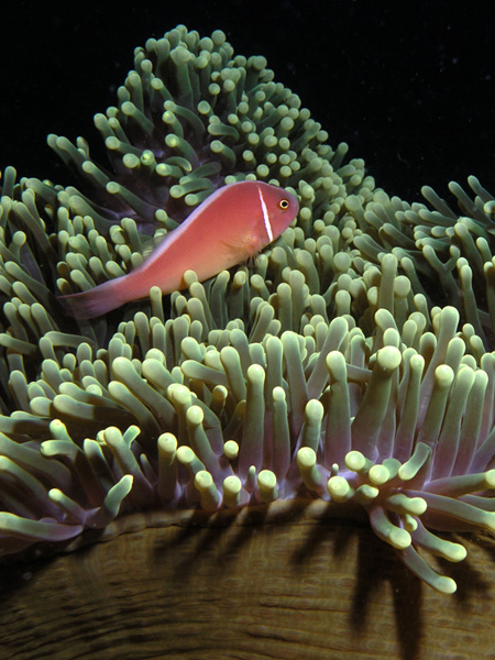 Skunk Anemonefish