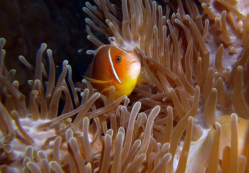 Skunk Anemonefish