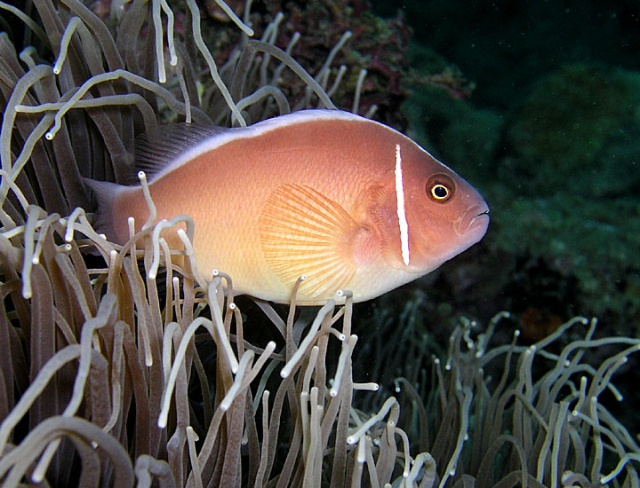 Skunk Anemonefish