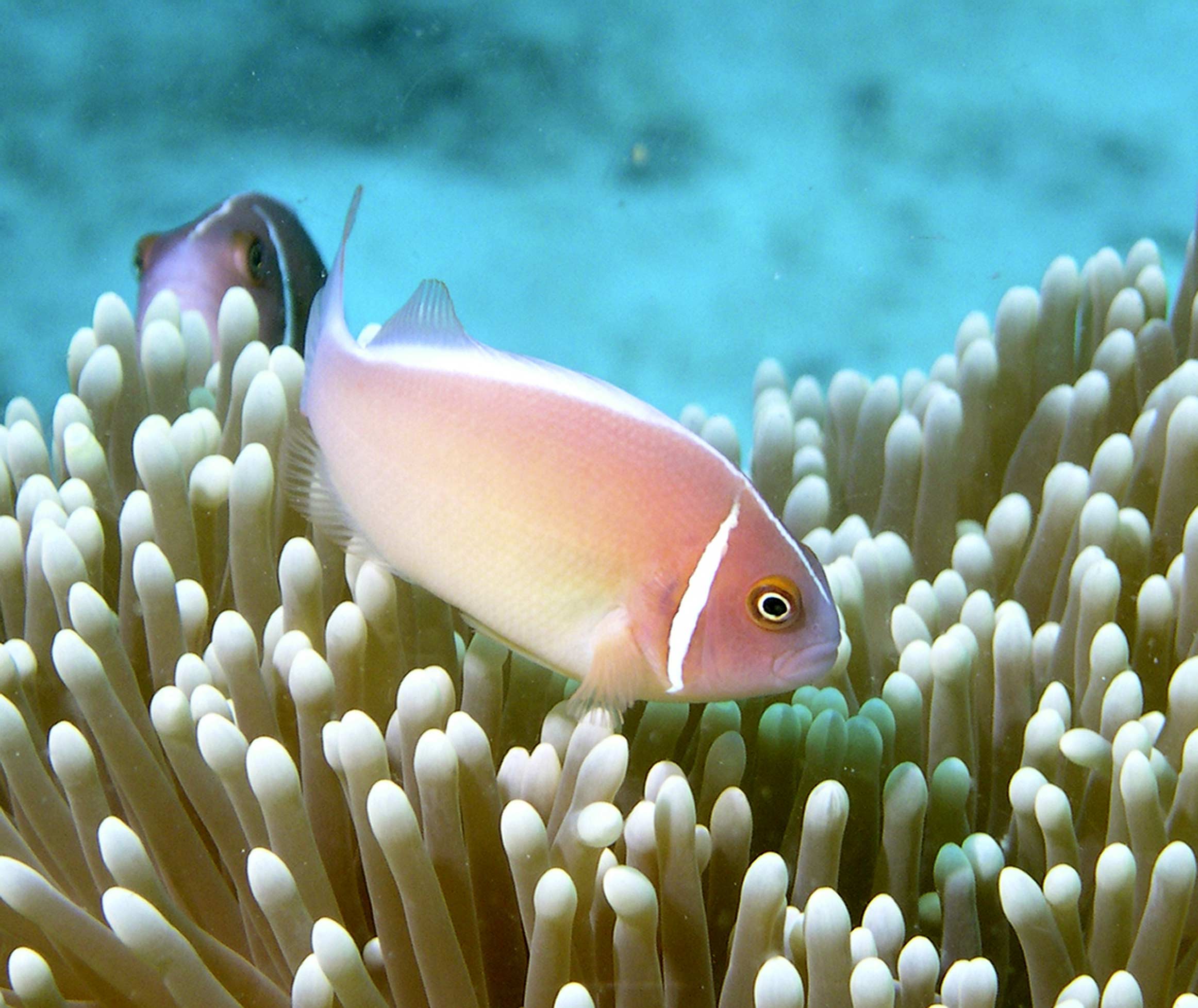 skunk-striped-anemone-fish