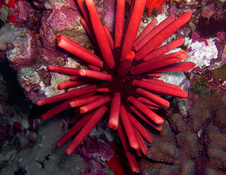 slate_pencil_urchin_PB020033