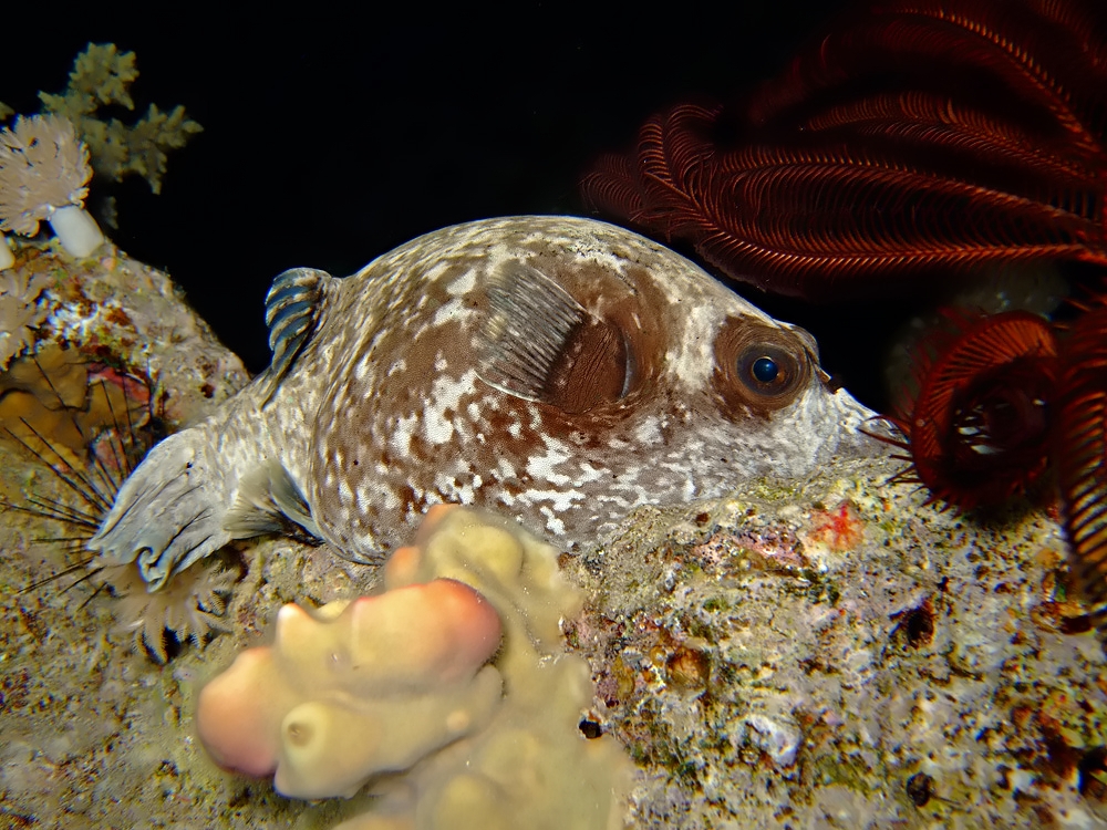 sleeping Masked puffer