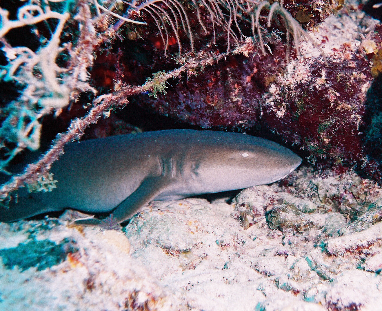 Sleeping Nurse Shark