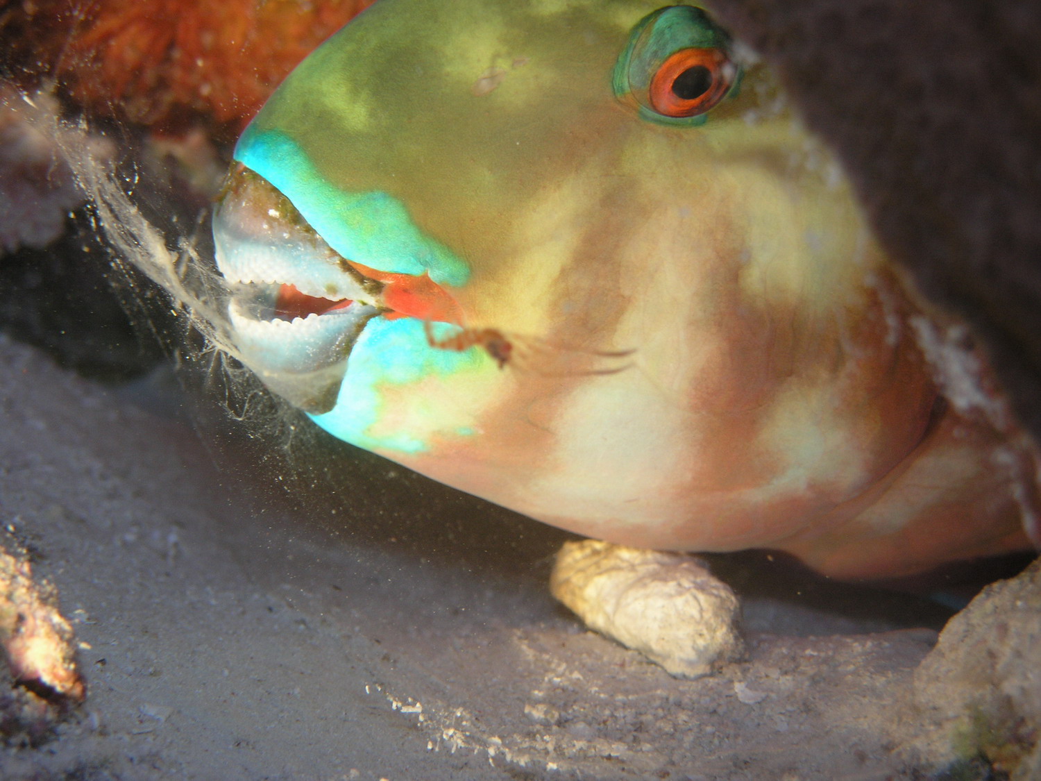 Sleeping Parrot Fish