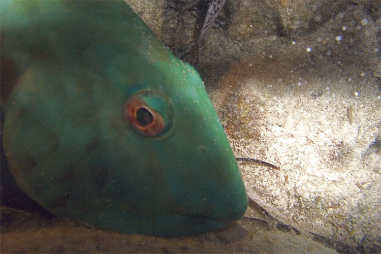 Sleeping Parrotfish