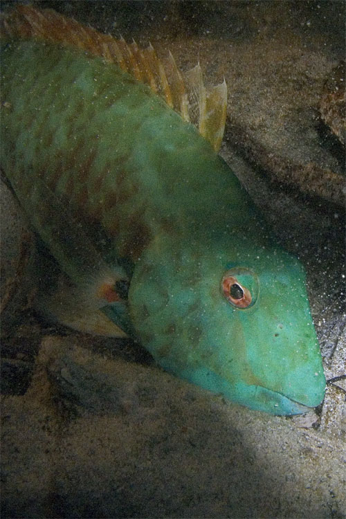 Sleeping Parrotfish