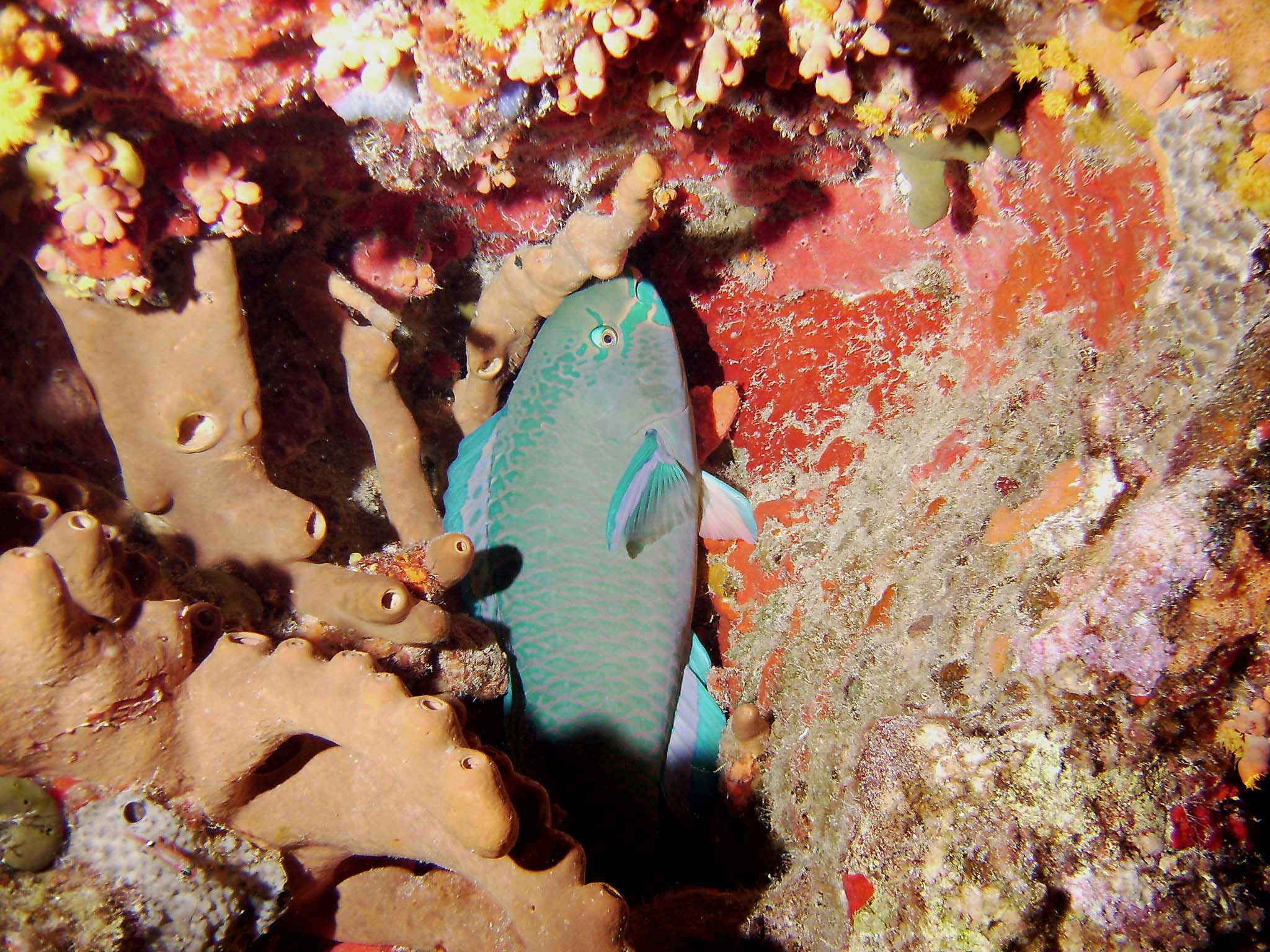 Sleeping Queen Parrotfish