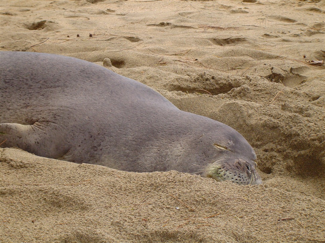 sleeping seal in Kauai, Hi