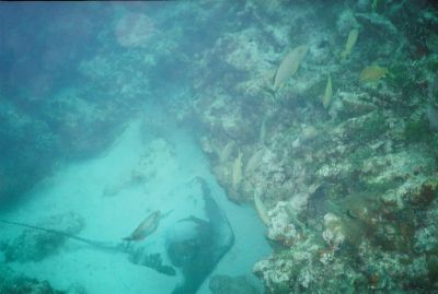 Sleeping Stingray