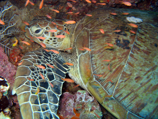 Sleepy Green turtle