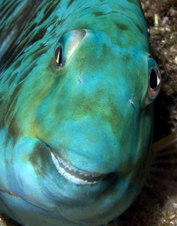 sleepy parrotfish