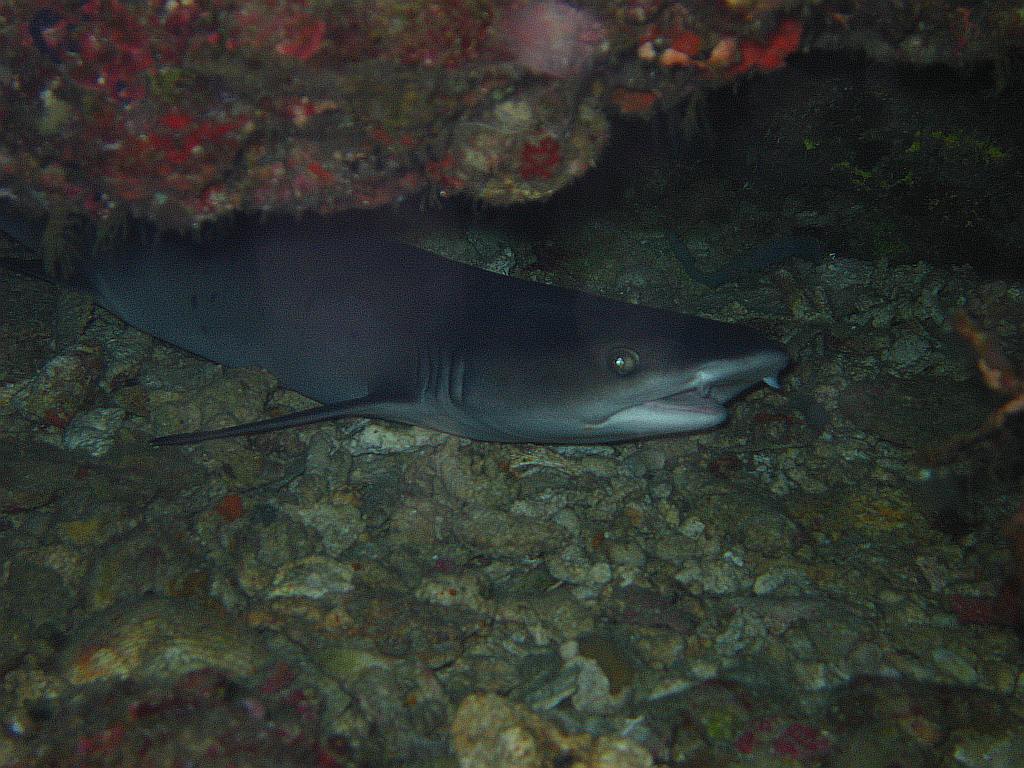 Sleepy Reef Shark..not sure black or white tip