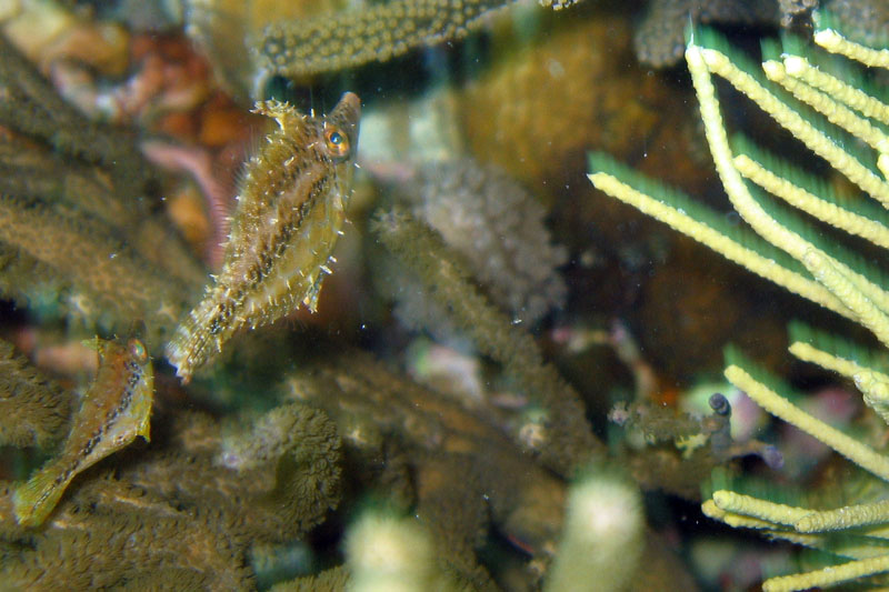 Slender Filefish