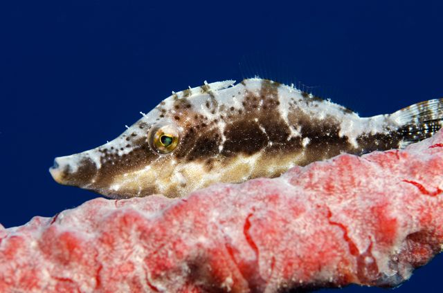 Slender Filefish