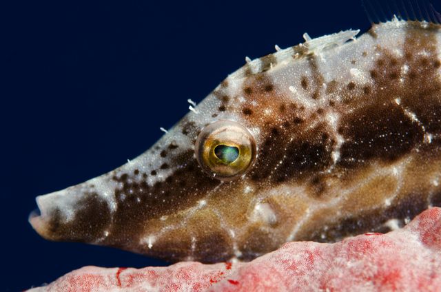 Slender Filefish