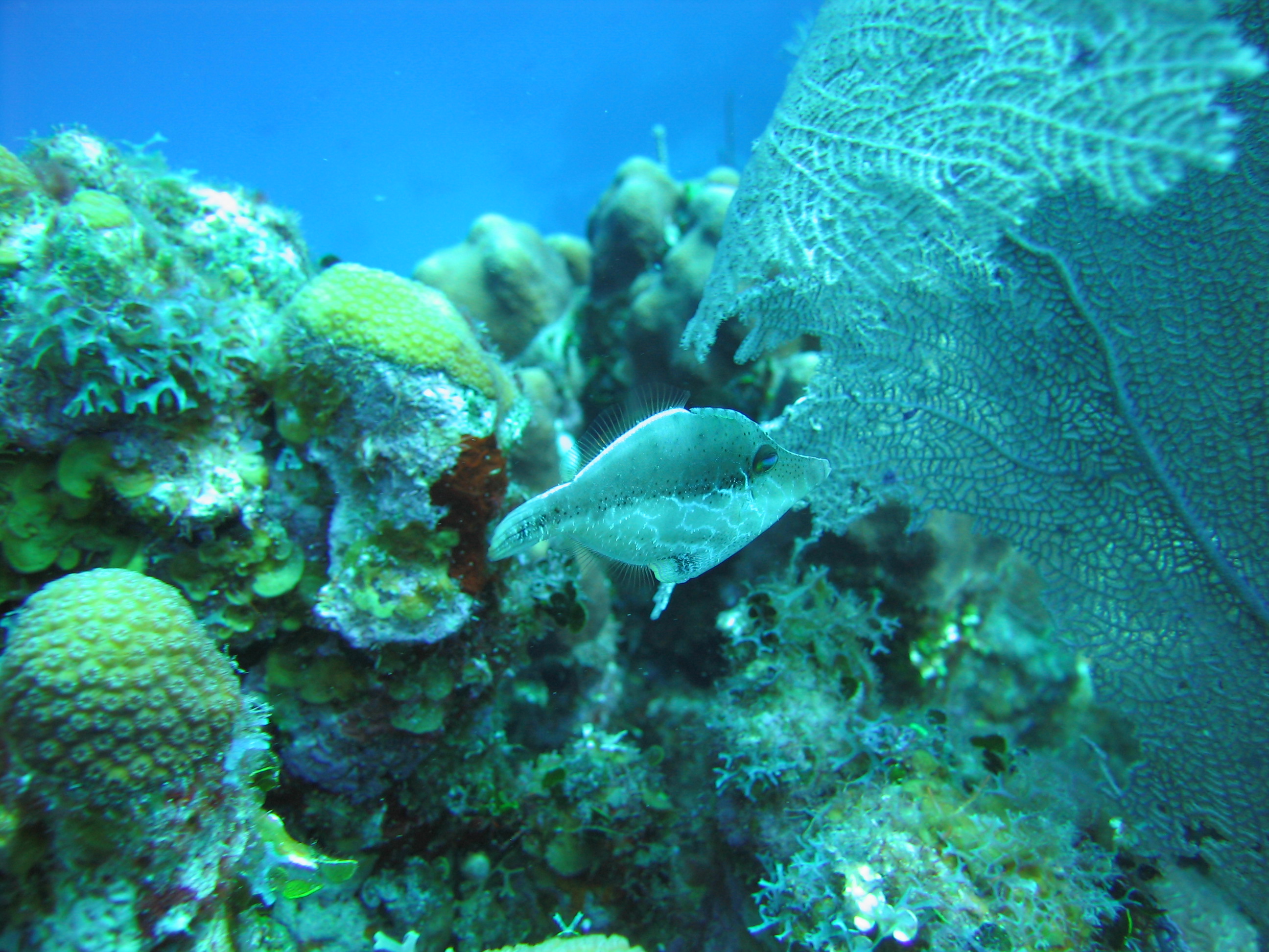 Slender Filefish