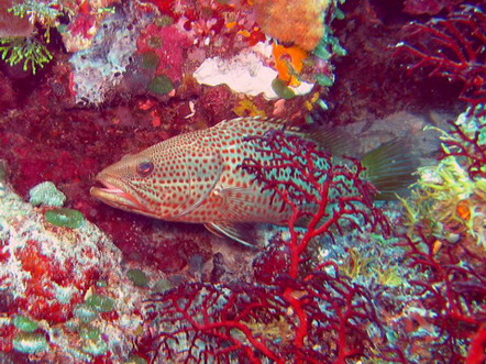 Slender Grouper