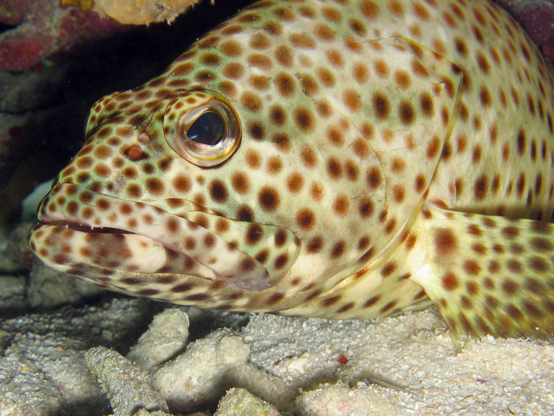 Slender Grouper