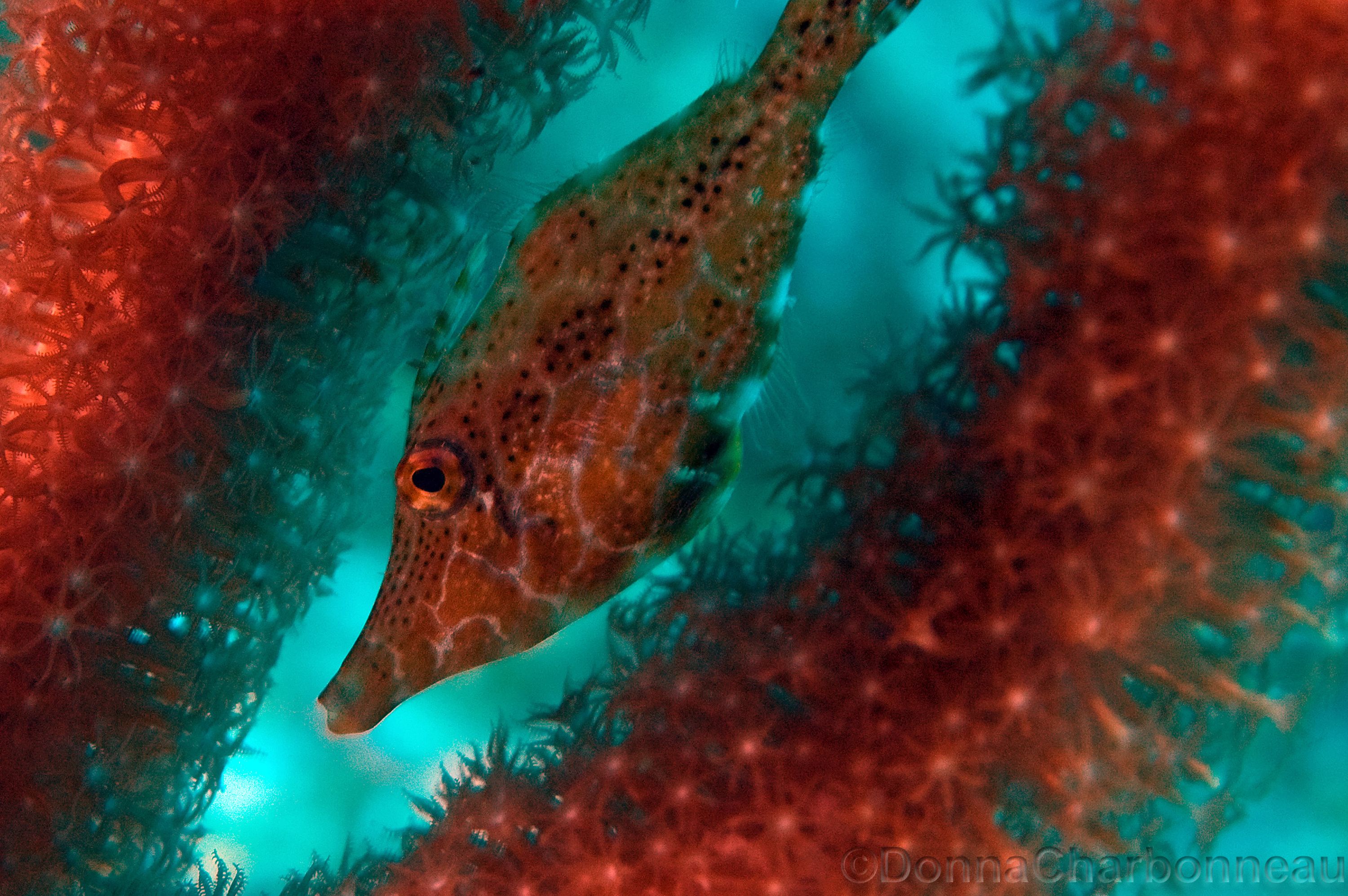 Slender (juvenile) Filefish