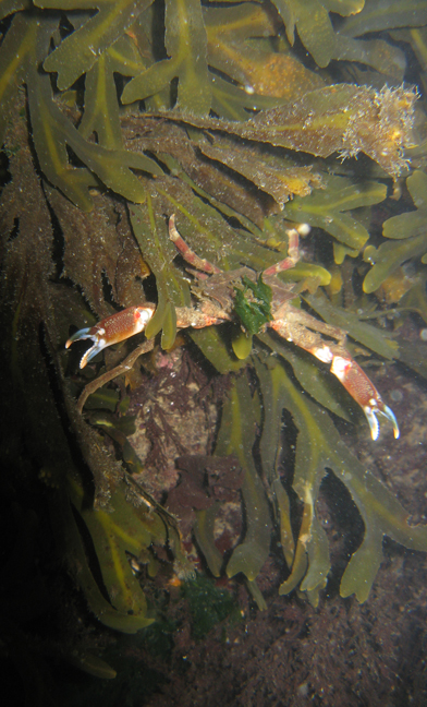 Slender Kelp Crab