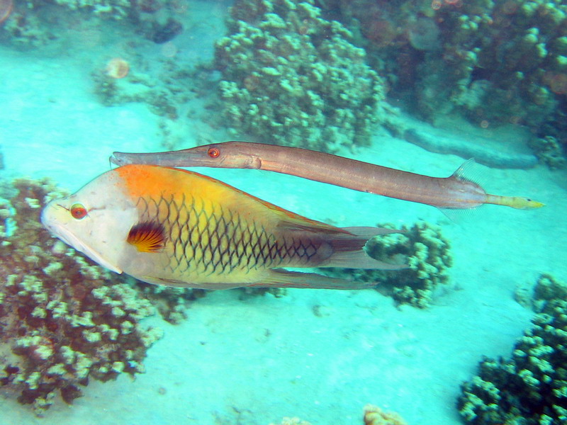 Slingjaw & Trumpetfish