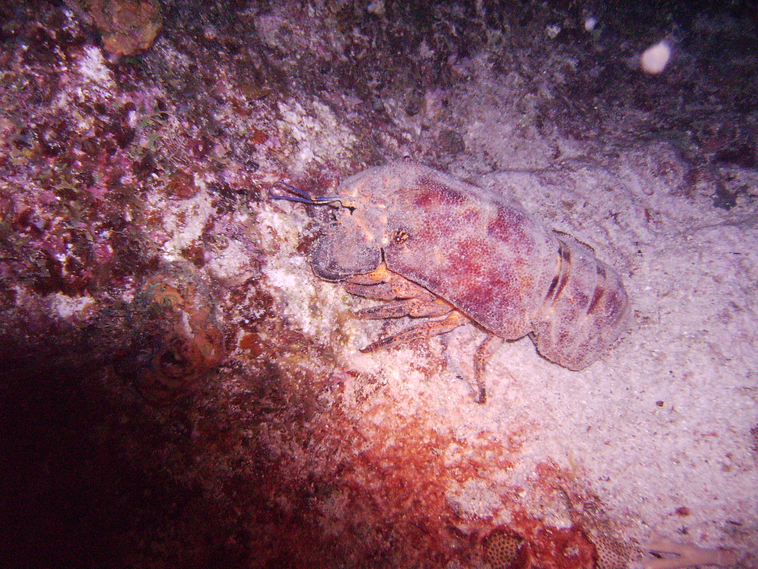 Slipper lobster on night dive/ St thomas