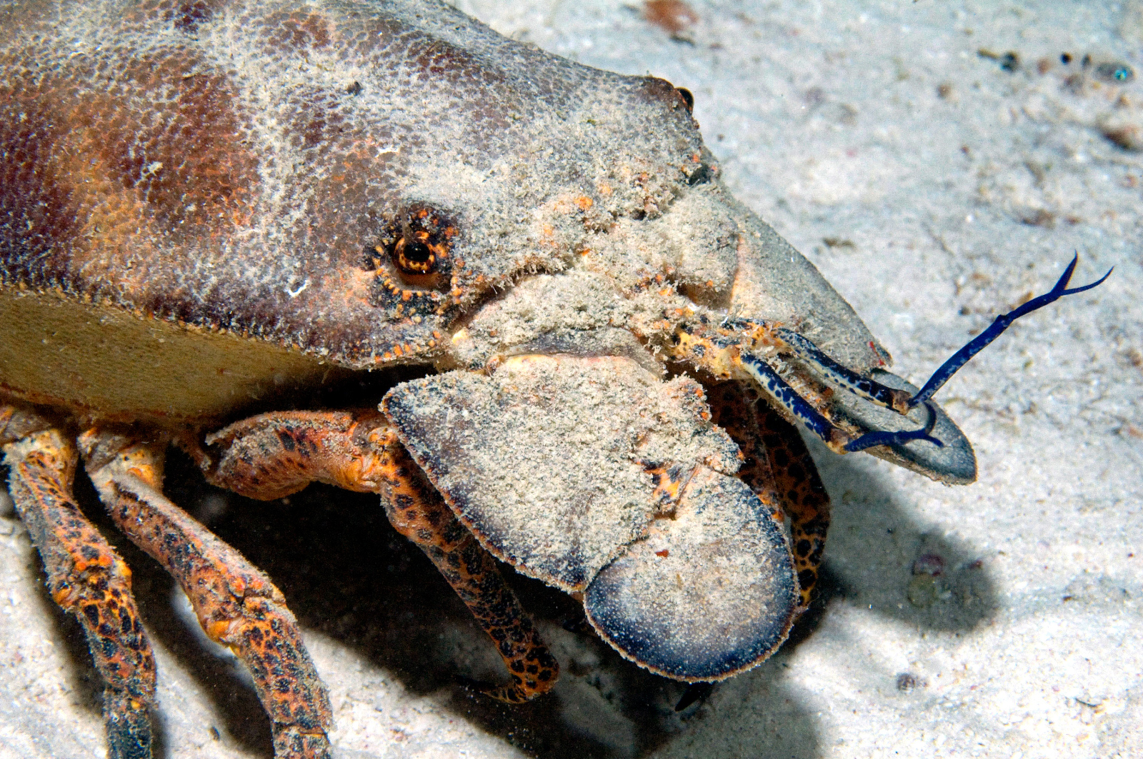 Slipper Lobster