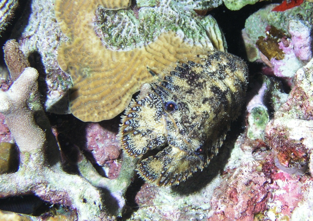 Slipper Lobster