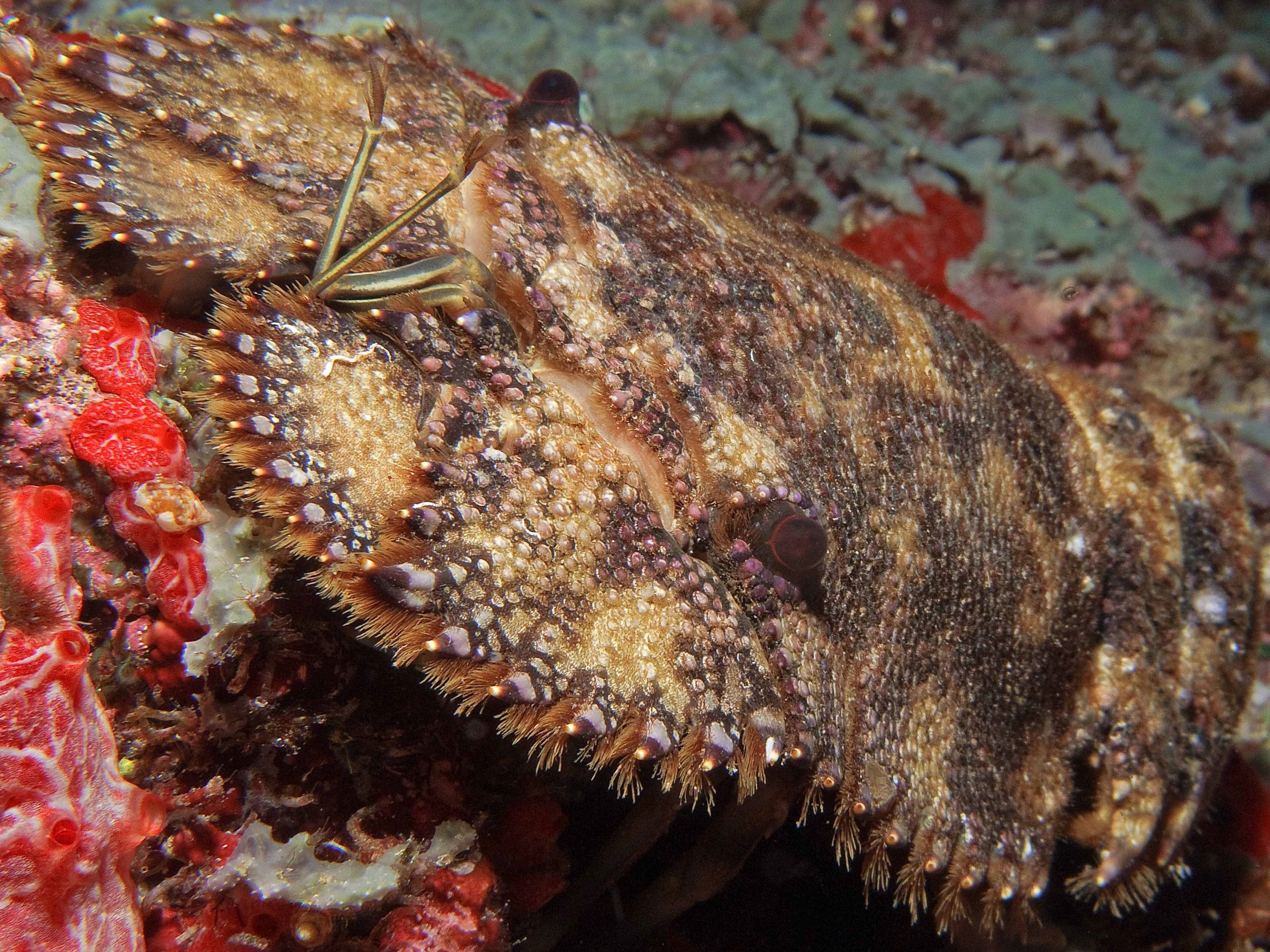 Slipper Lobster