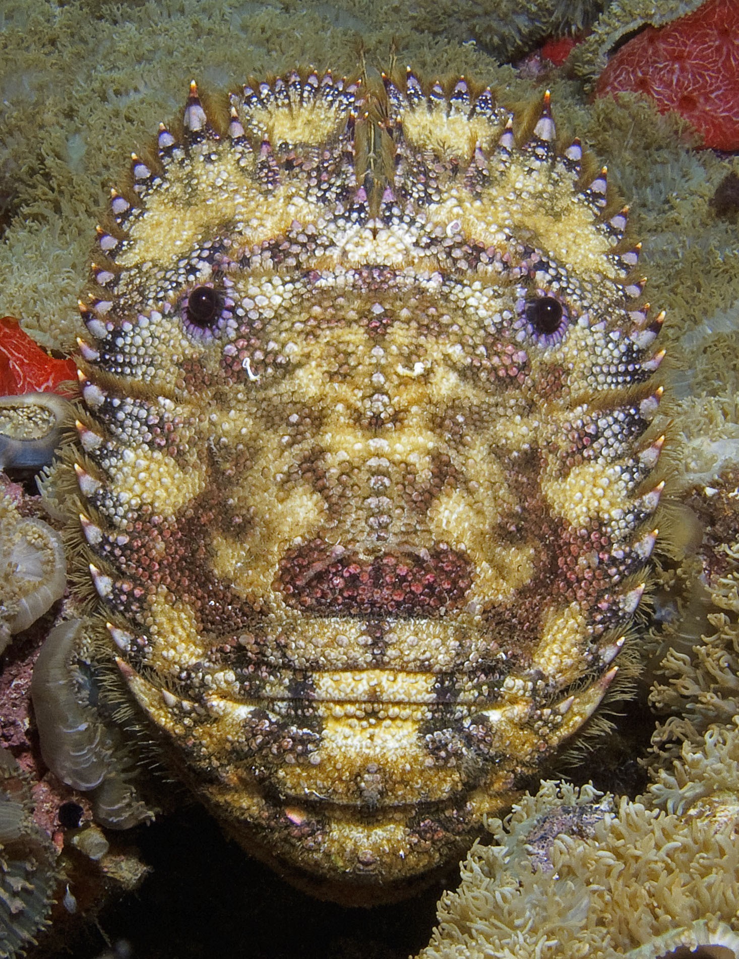 Slipper Lobster